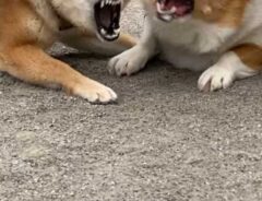 犬の写真