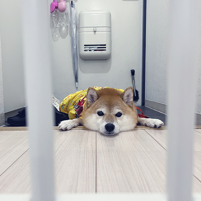 柴犬の写真