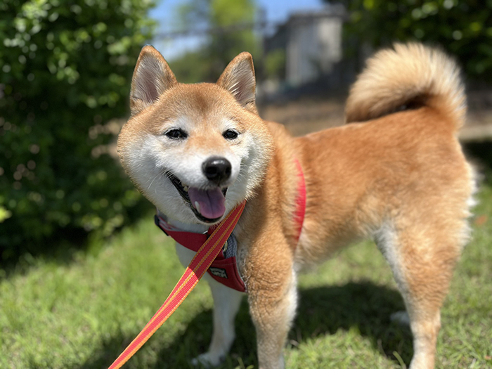 柴犬の写真