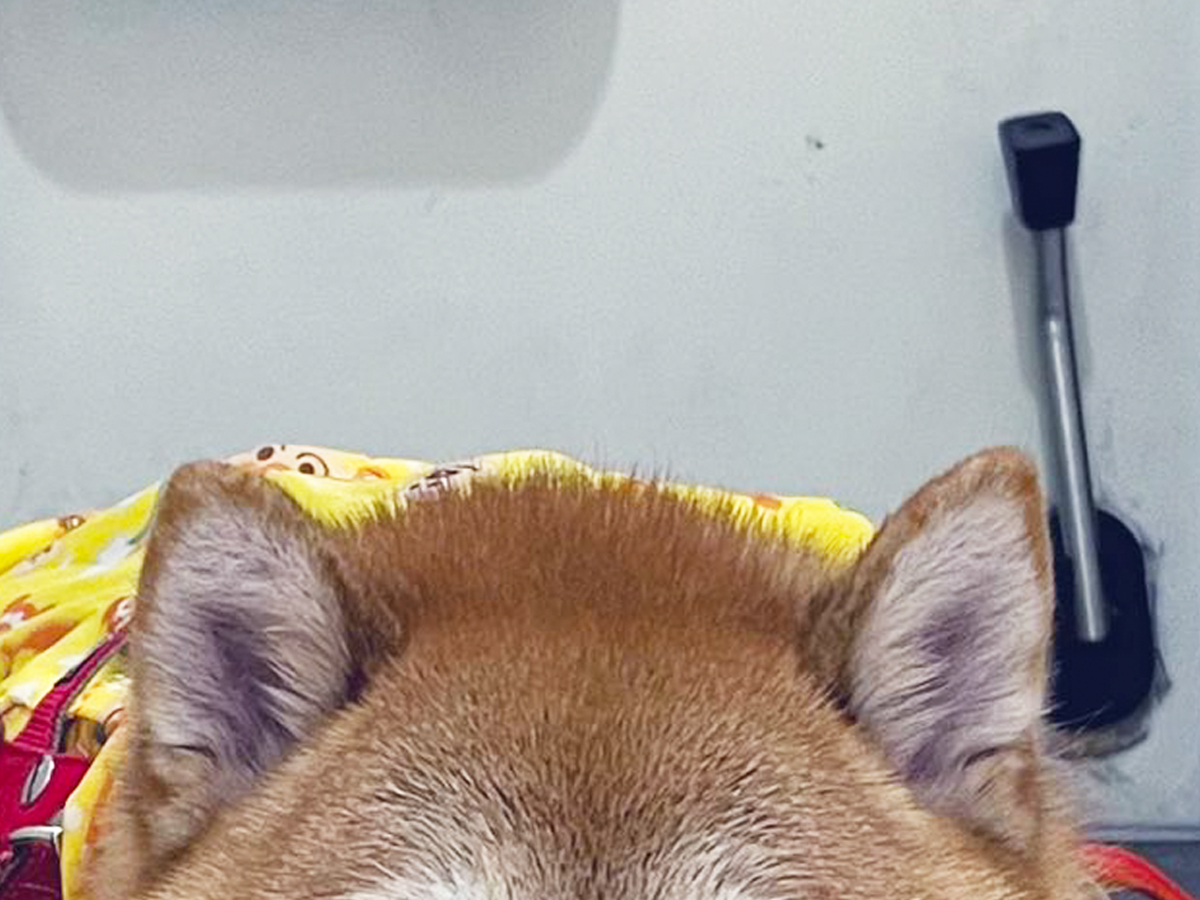 柴犬の写真