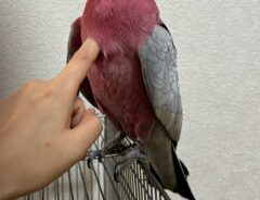 モモイロインコの写真