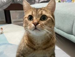 猫の写真