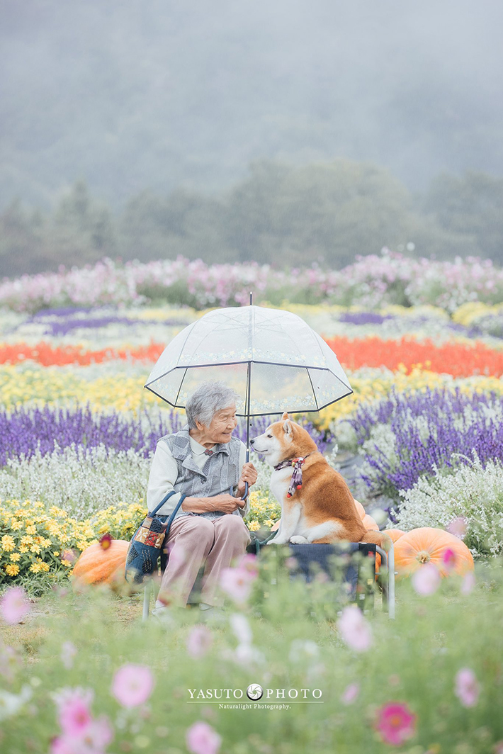 おばあちゃんと柴犬の写真