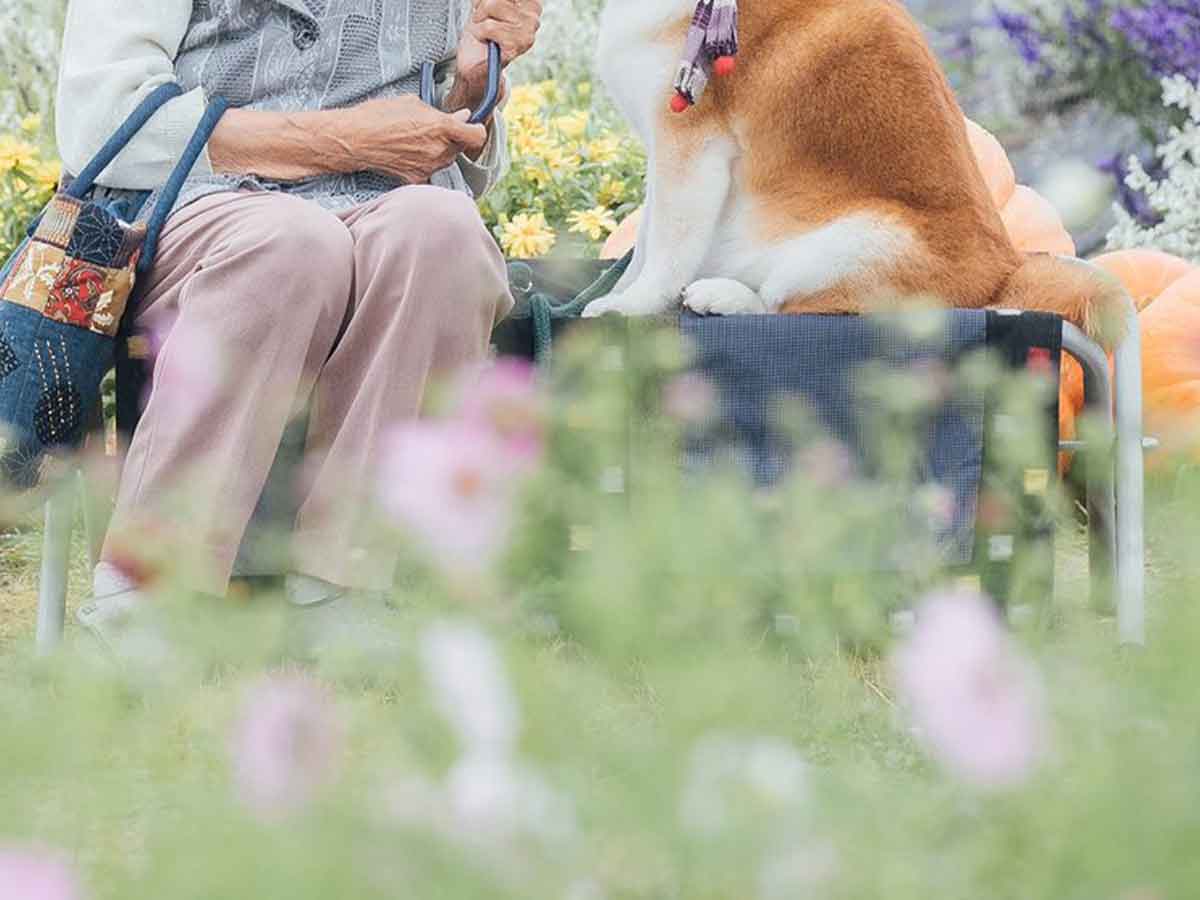 おばあちゃんと柴犬の写真