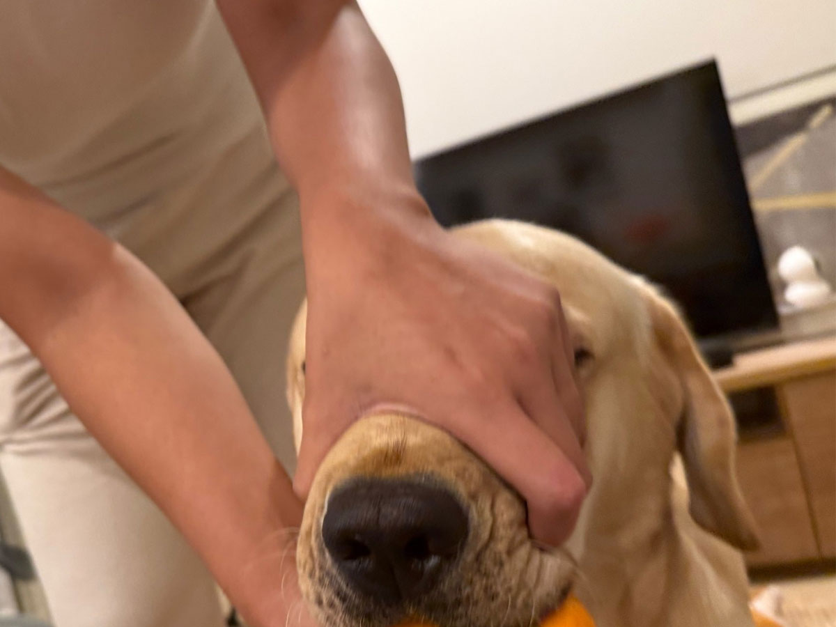 泥棒した犬の写真