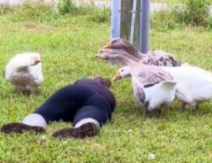 ガチョウと飼い主