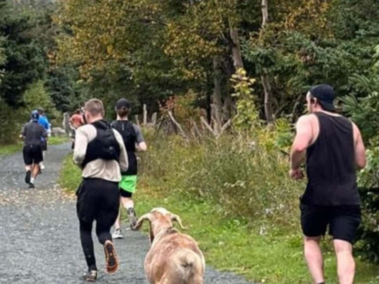 マラソンランナーと一緒に走るヤギの写真