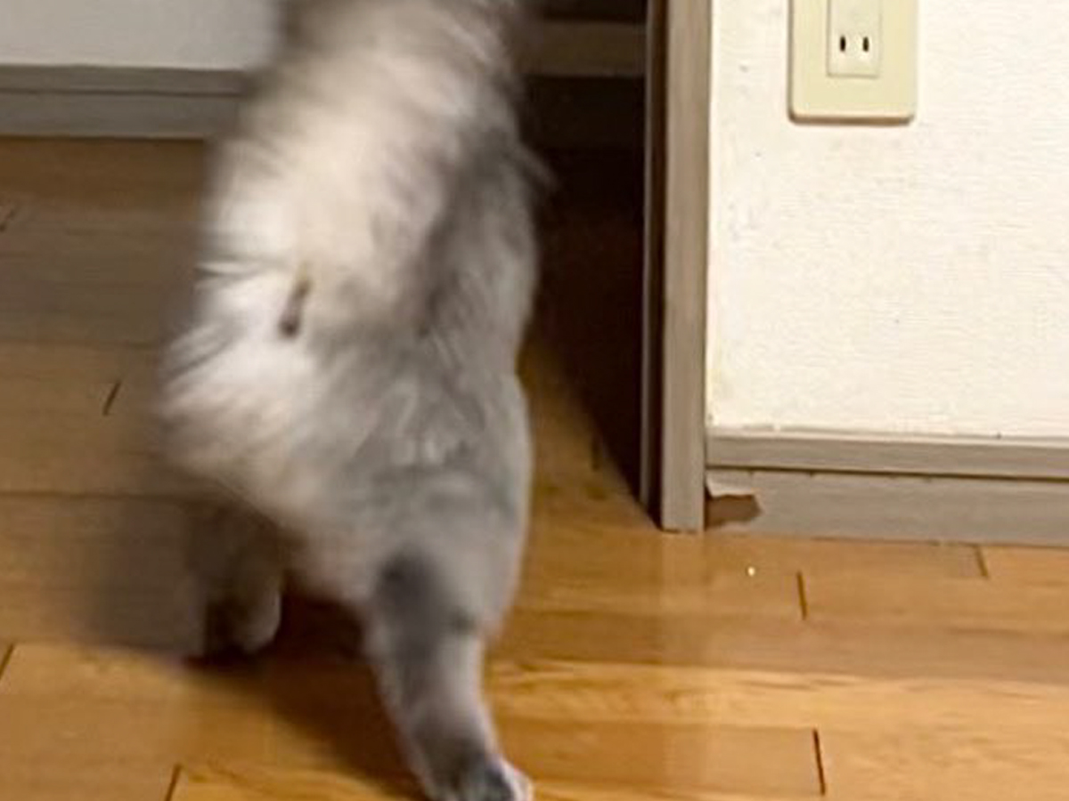 猫の写真