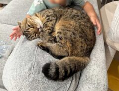 猫と子供の画像