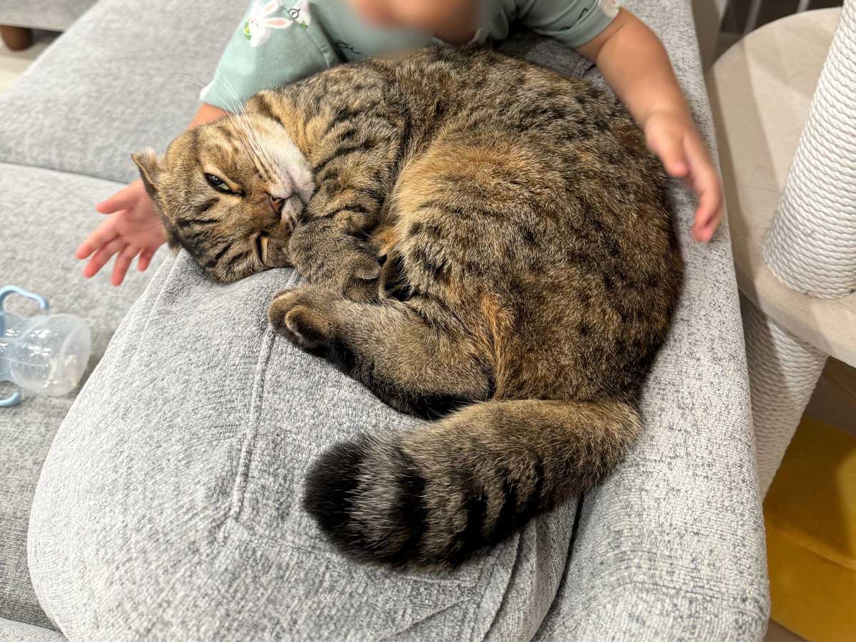 猫と子供の画像