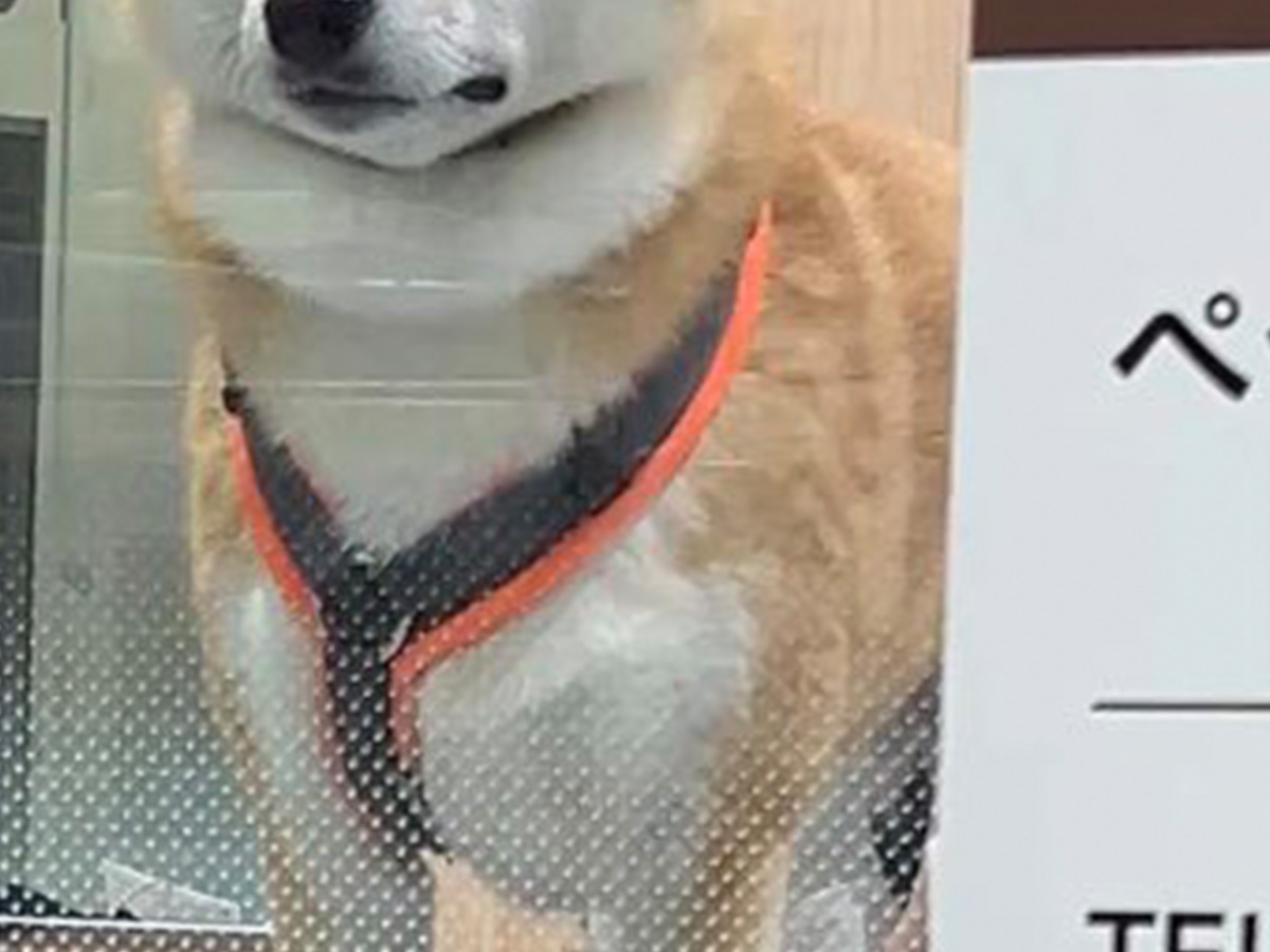 柴犬の写真