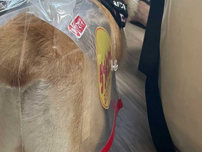 犬用のハロウィン衣装 ２３万人が注目した理由に「じわじわくる ..., 画像サイズ:768x576