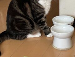 猫の写真