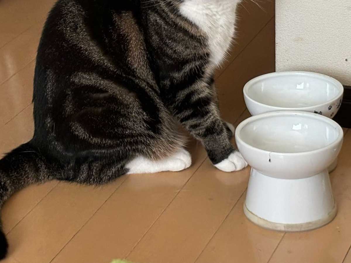 猫の写真