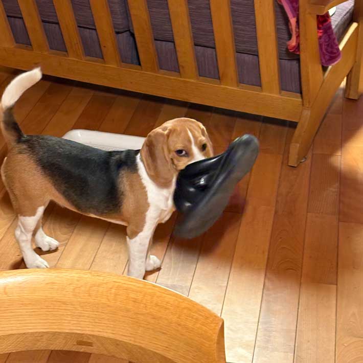 犬の写真