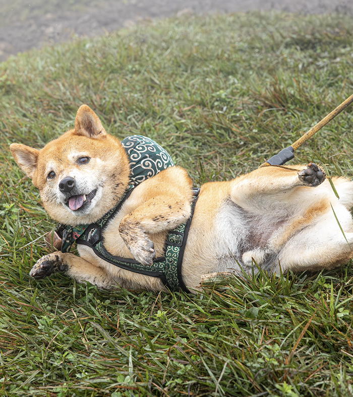 柴犬の写真