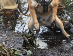 柴犬の写真