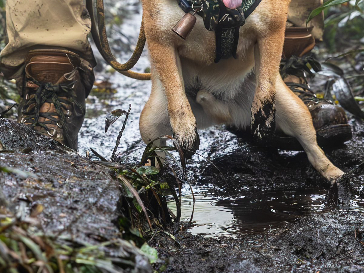 柴犬の写真