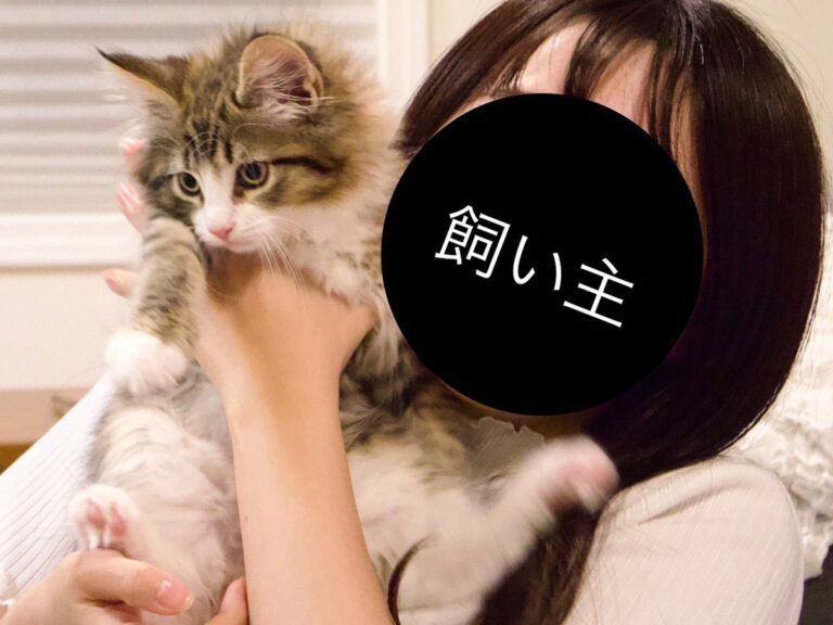 三毛猫のお散歩 初代アンタレス 三毛猫のオスを発売 | TRENDMASTER