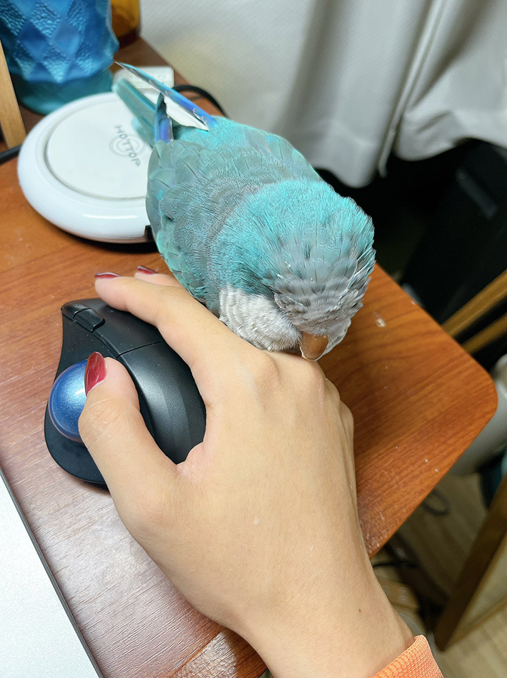 飼い主（@marin_okina）さんが投稿した、インコのまりんくんの写真