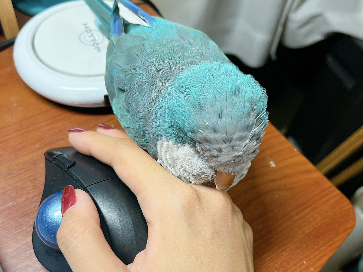 飼い主（@marin_okina）さんが投稿した、インコのまりんくんの写真