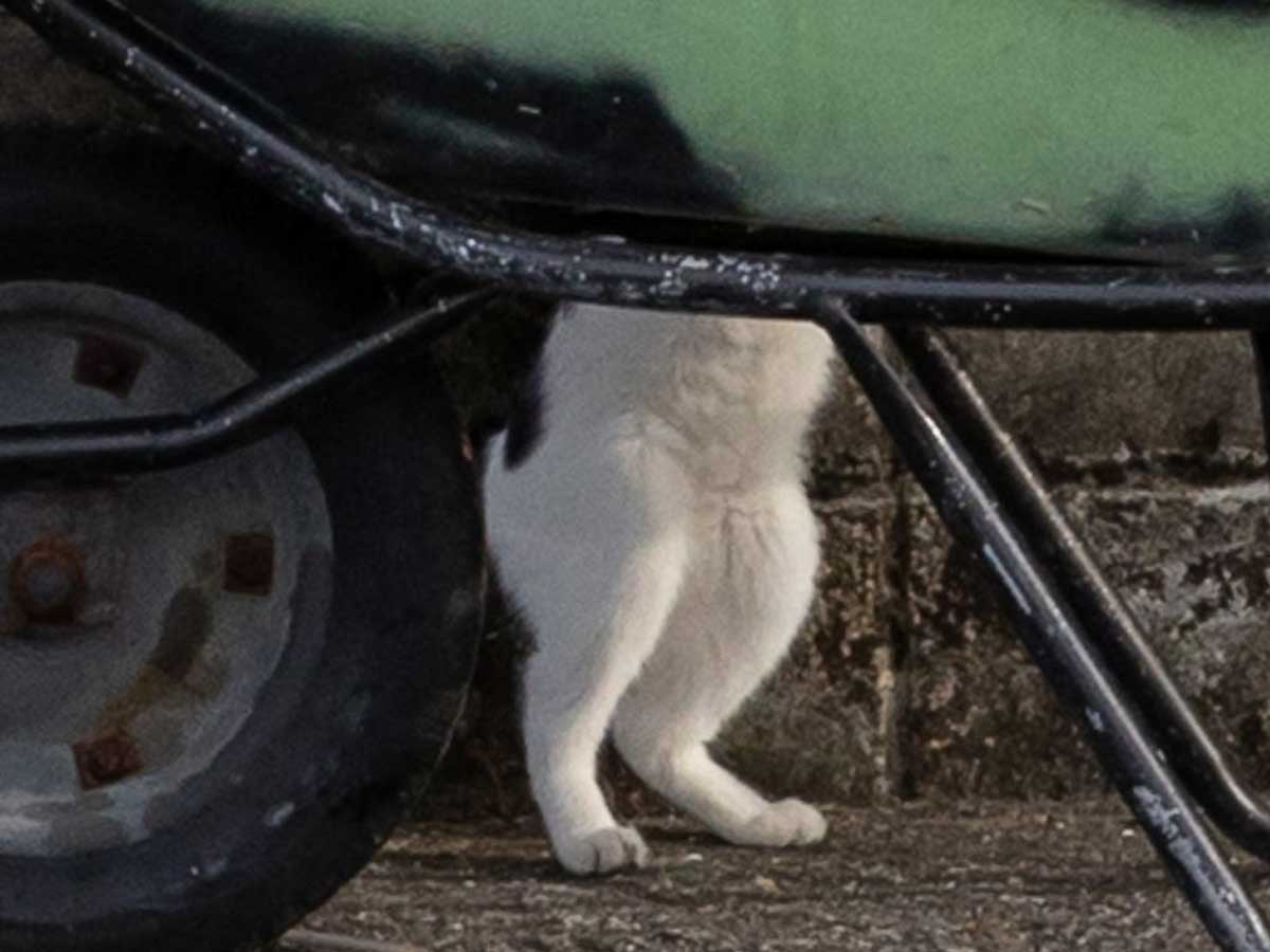 猫の写真