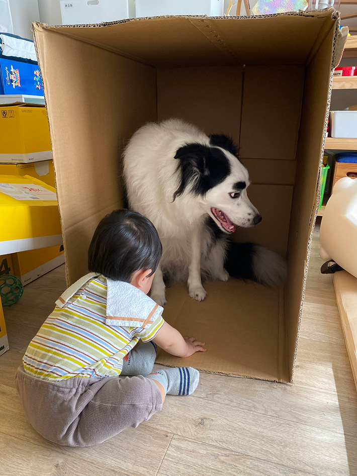 犬の写真