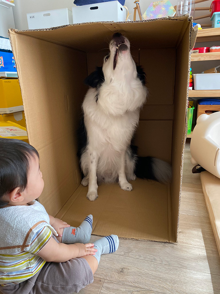 犬の写真