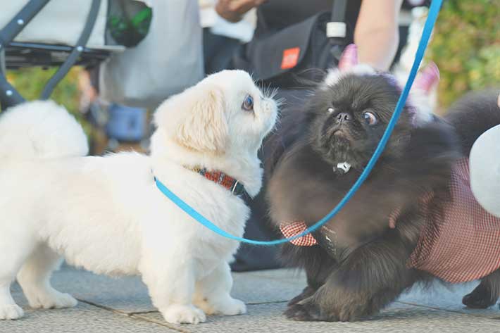 犬の画像