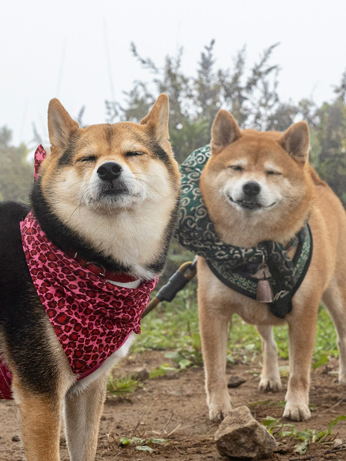 柴犬の写真