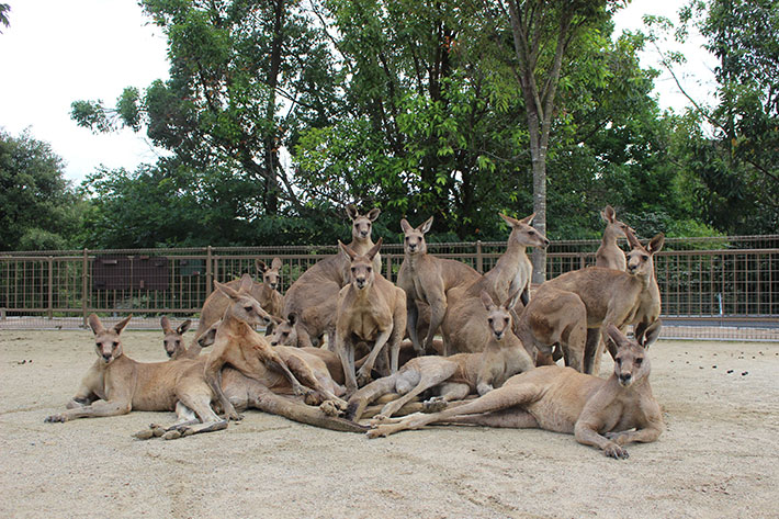 カンガルーの写真