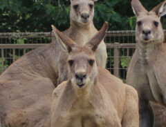 カンガルーの写真