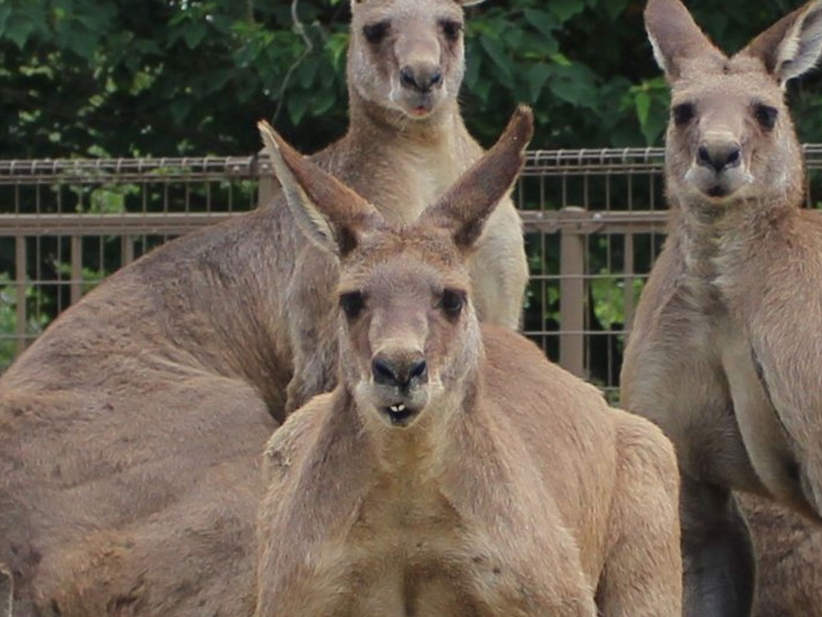 カンガルーの写真