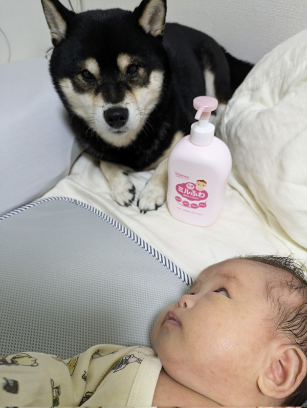 柴犬と赤ちゃんの写真