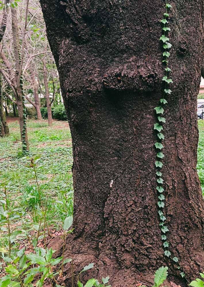 木に生えた葉っぱの写真