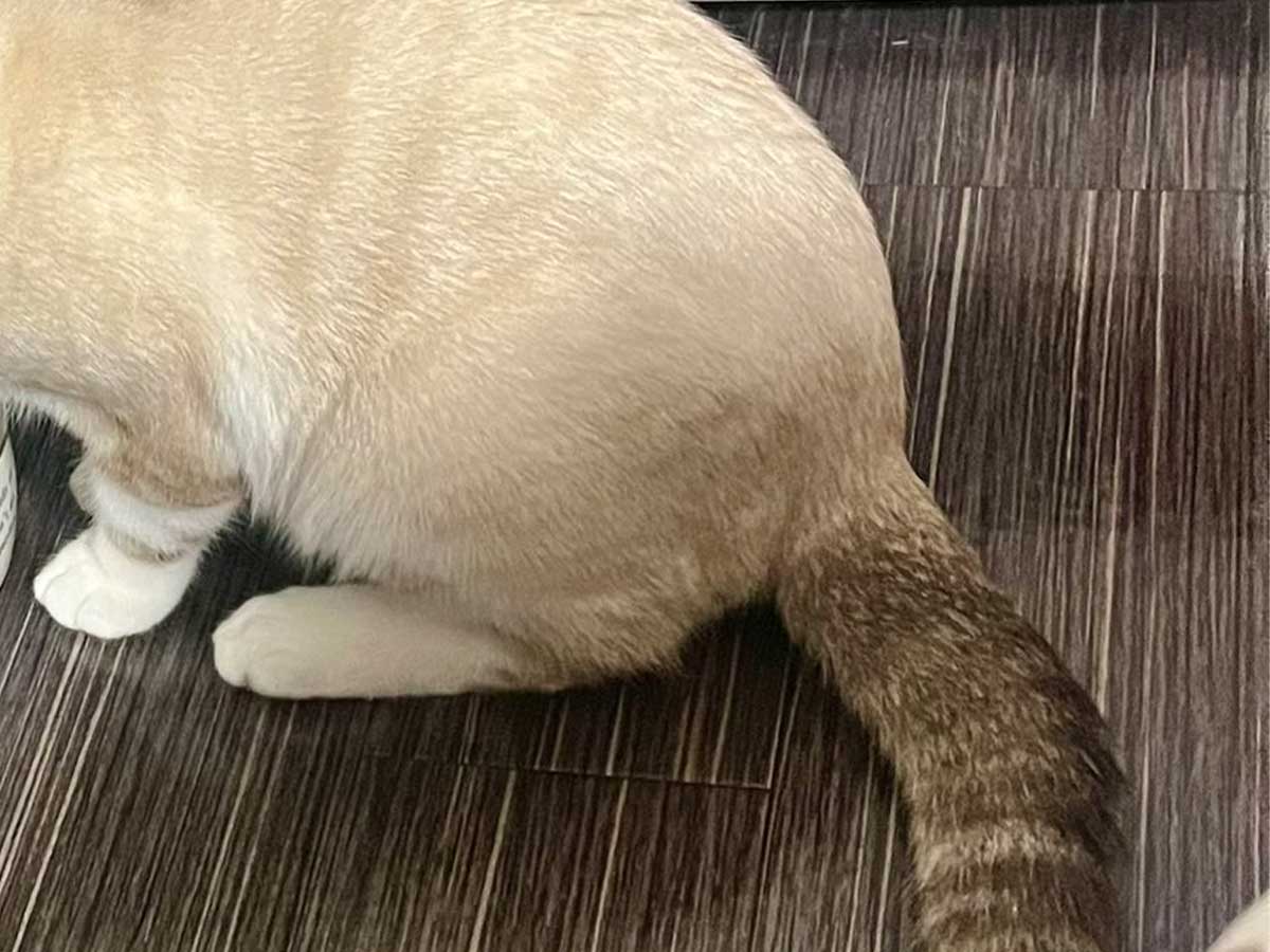 猫の写真