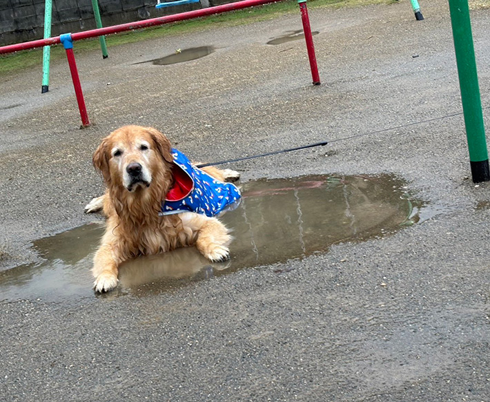 犬の写真