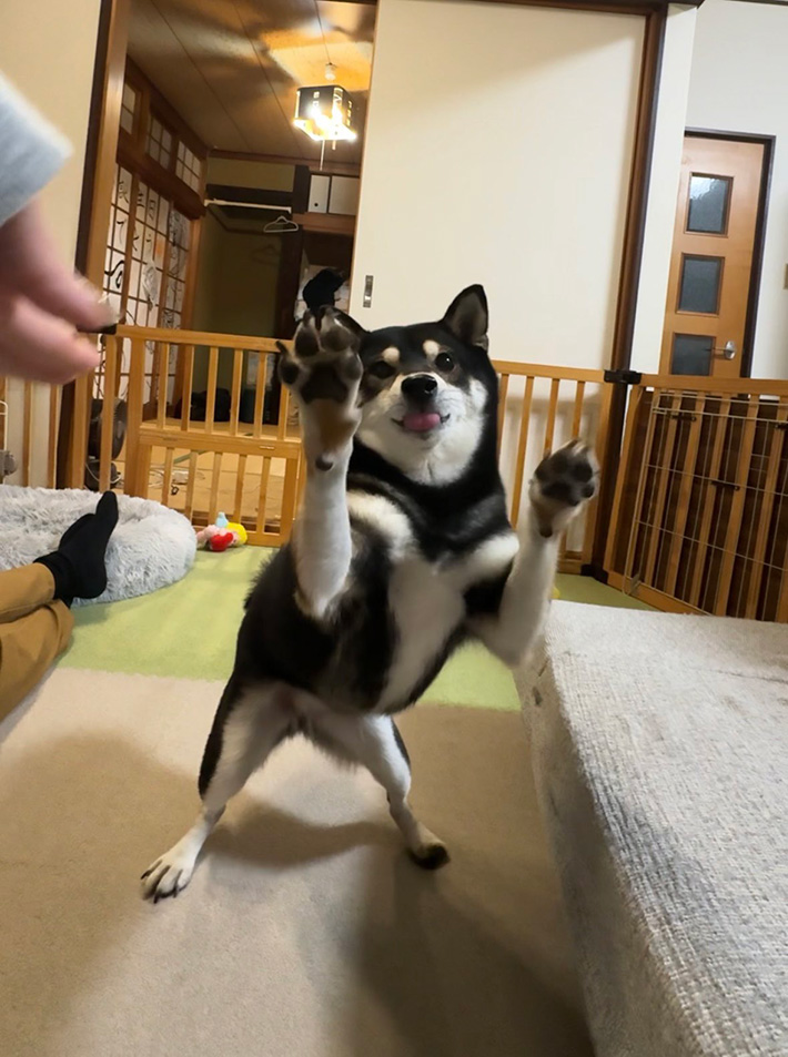 柴犬の写真