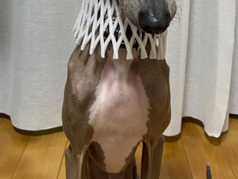 犬の写真