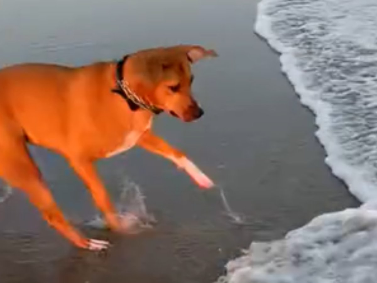 波から逃げようとする犬の写真