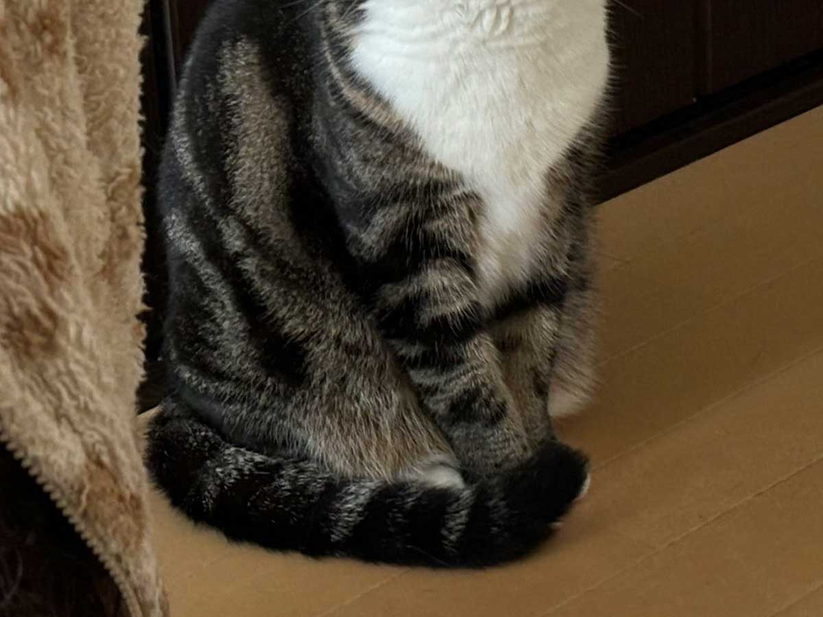 猫の写真