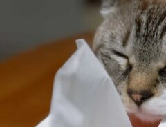 天使のような寝顔の猫　でも寝ている場所が…