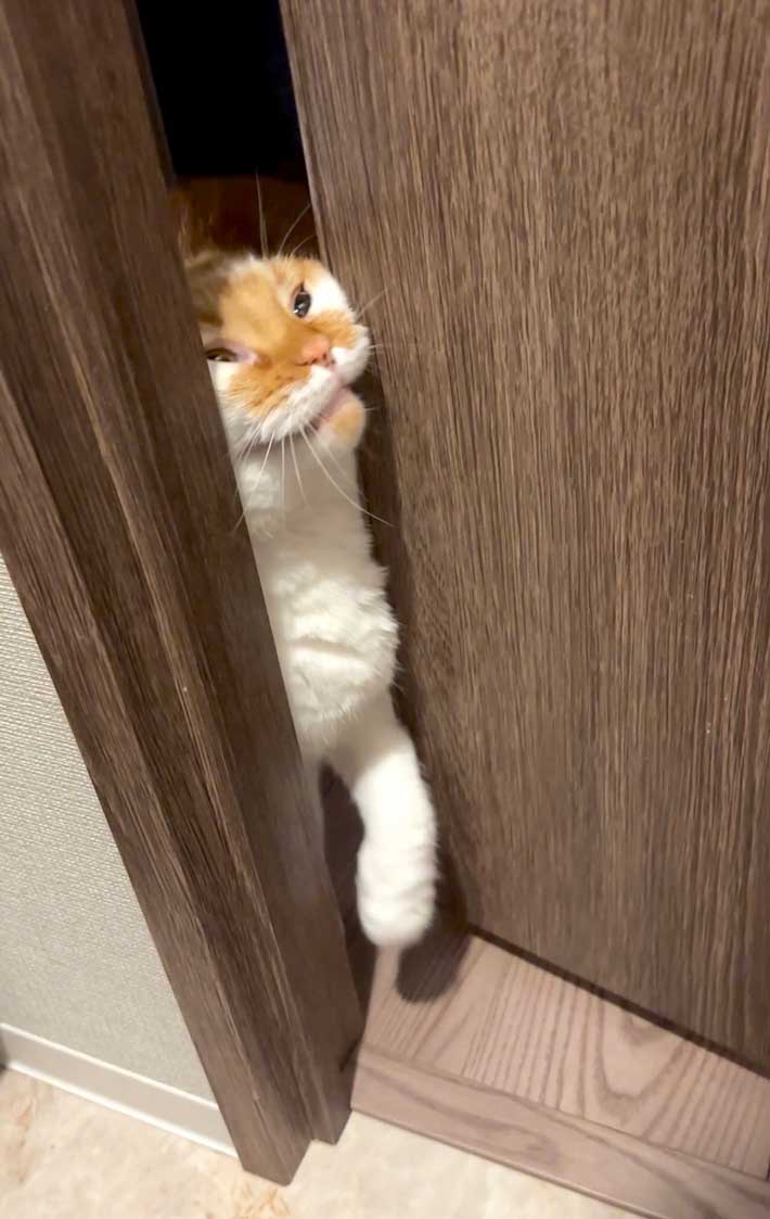 猫の写真