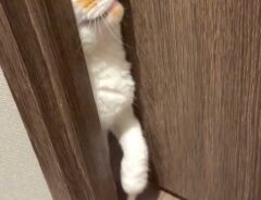 猫の写真