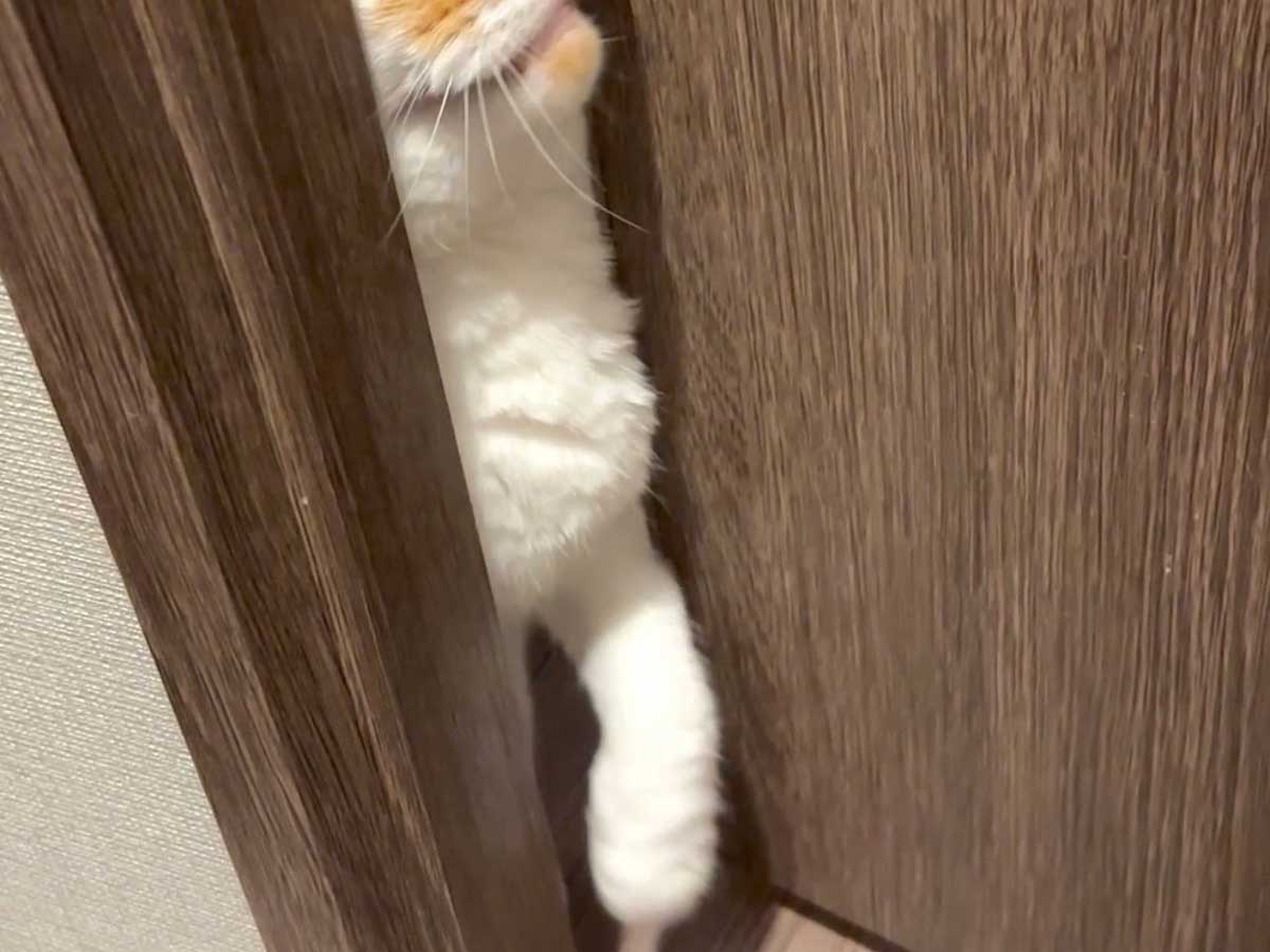 猫の写真