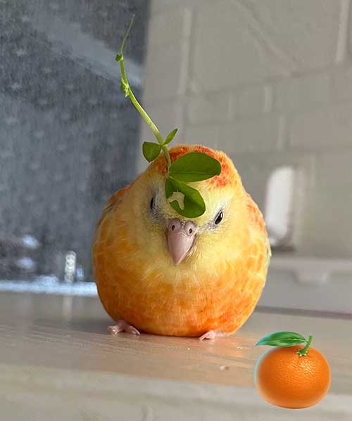 インコの写真