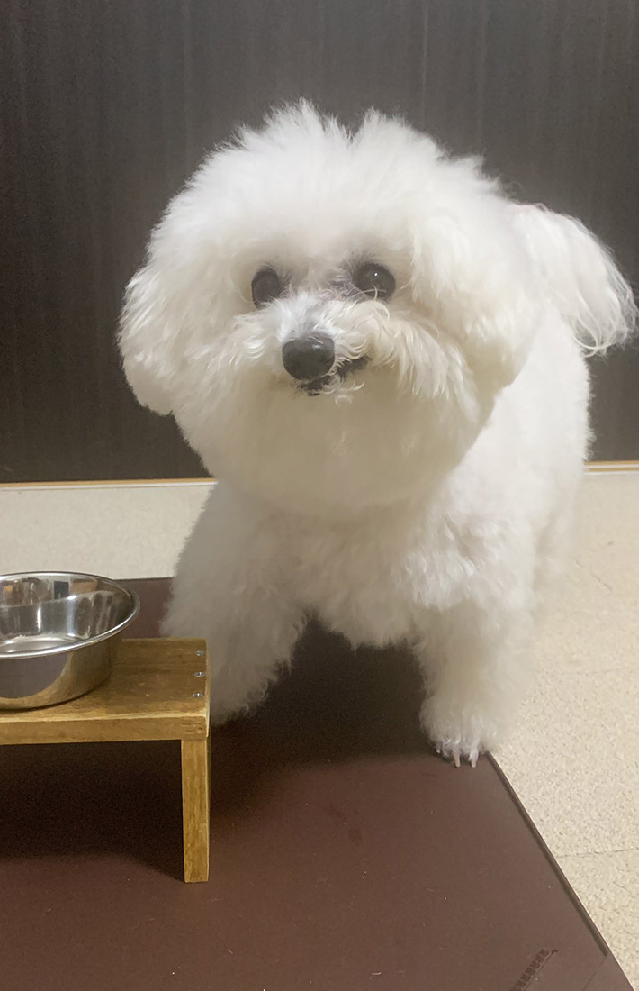 飼い主（@bichon_tsuki）さんが投稿した、誕生日のご飯を楽しんだ愛犬の写真