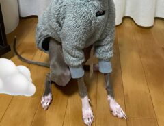 犬に冬物の服を着せると？　パリコレモデルのような１枚に「めっちゃオシャレ」