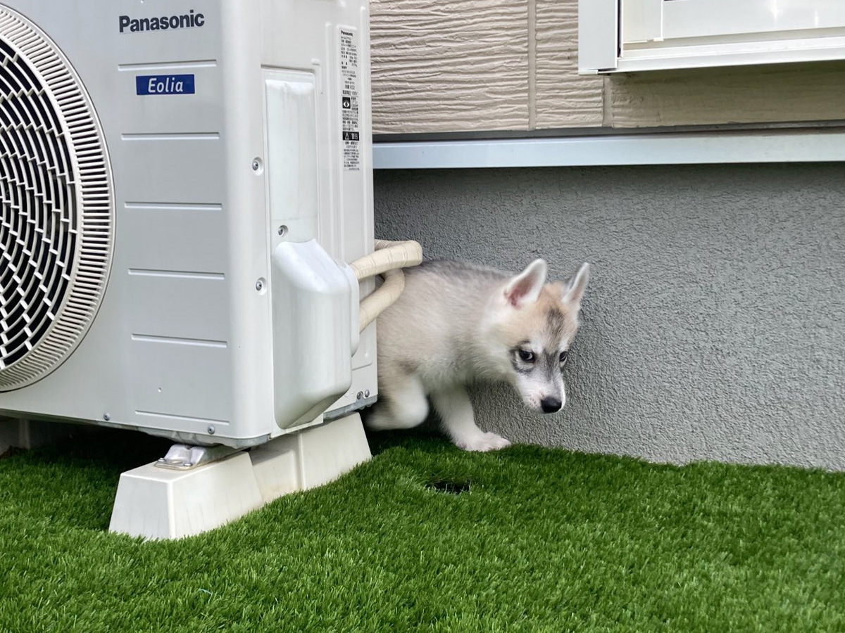 犬の写真