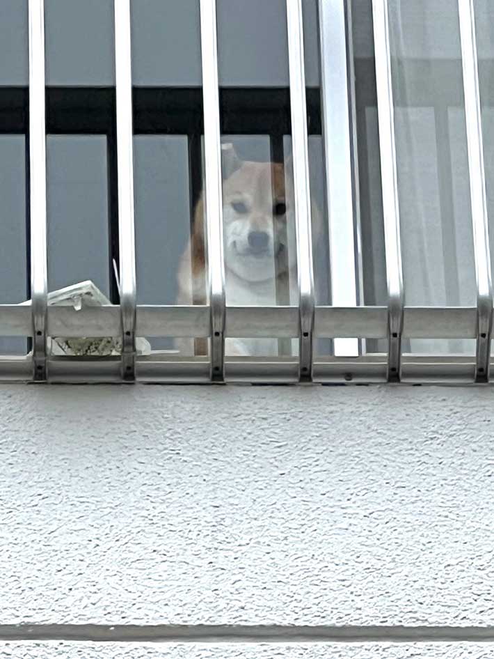 柴犬の写真